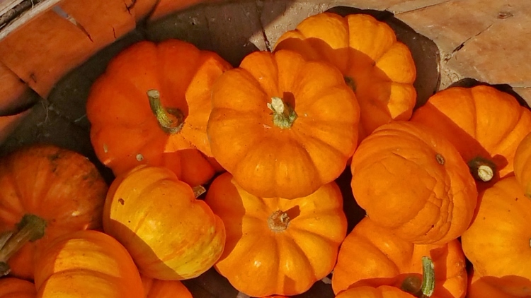 pumpkins 